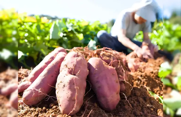 Kỹ thuật gieo trồng khoai lang Nhật cấy mô đạt năng suất cao