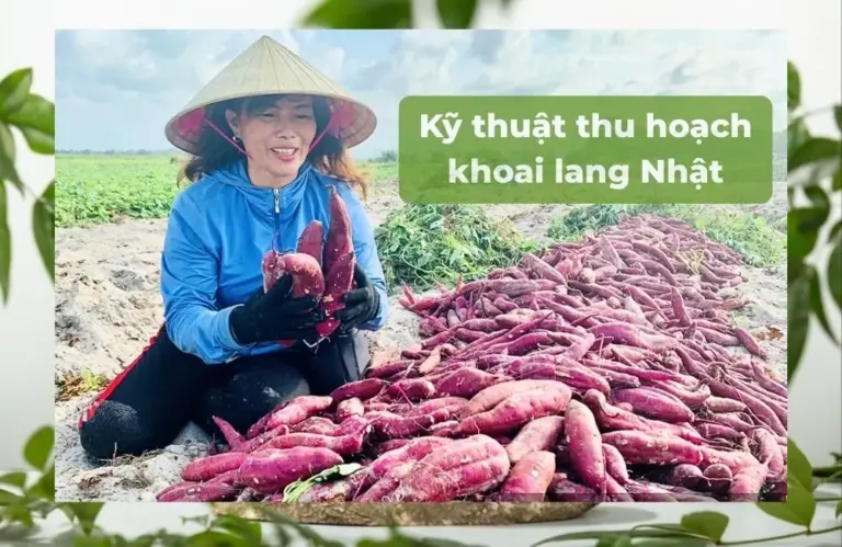 Kỹ thuật thu hoạch khoai lang Nhật giúp hạn chế dập nát củ