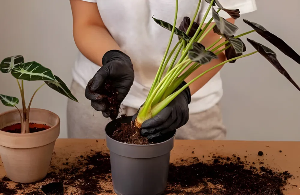 Đặt rễ vào chậu chuẩn cho cây Alocasia cấy mô
