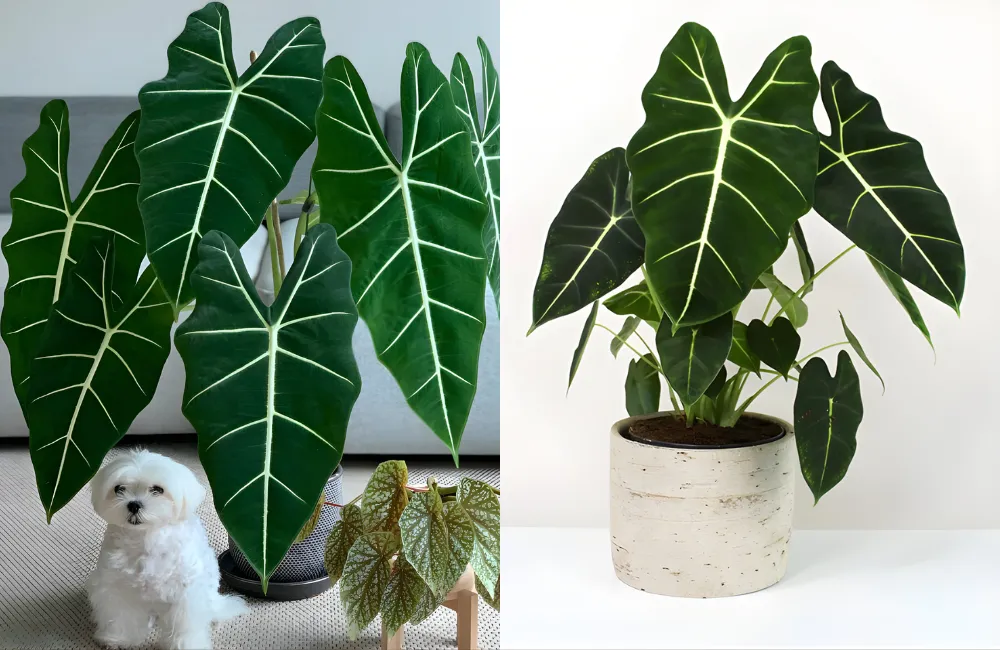 Độ ẩm cho Alocasia cấy mô
