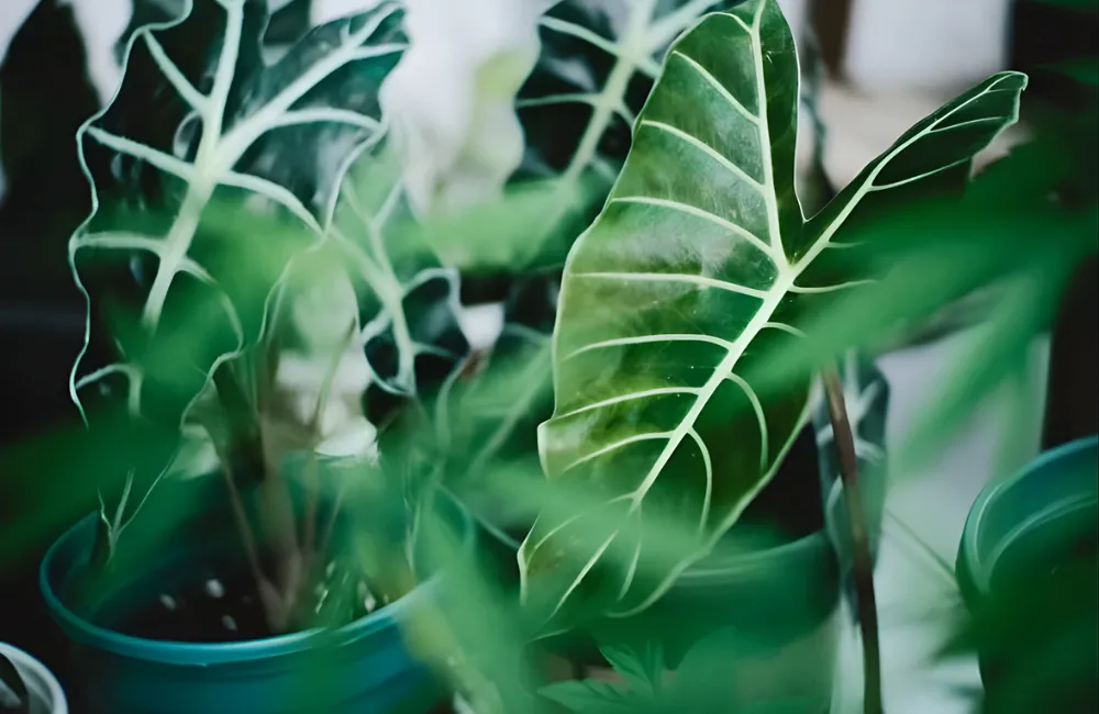 Các bước xử lý cây Alocasia cấy mô trước khi ra chậu