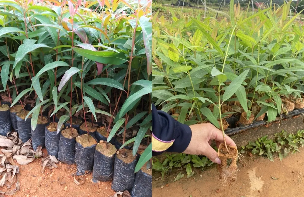 Kỹ thuật trồng bạch đàn cấy mô đúng chuẩn