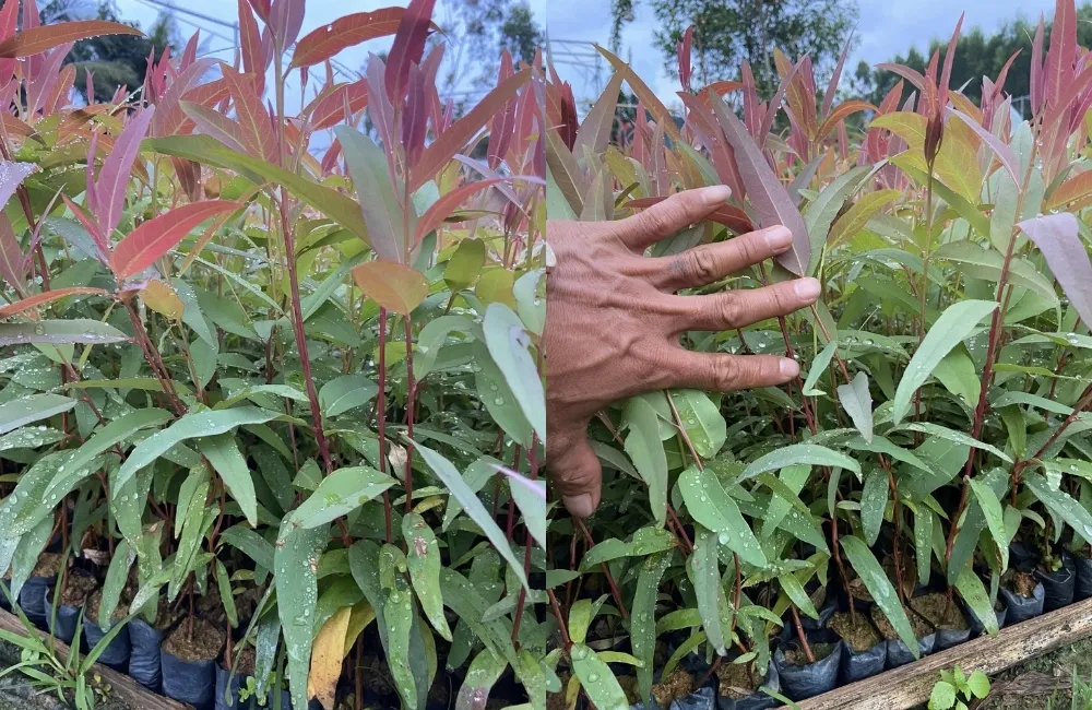 Những lỗi thường gặp khi trồng bạch đàn cấy mô