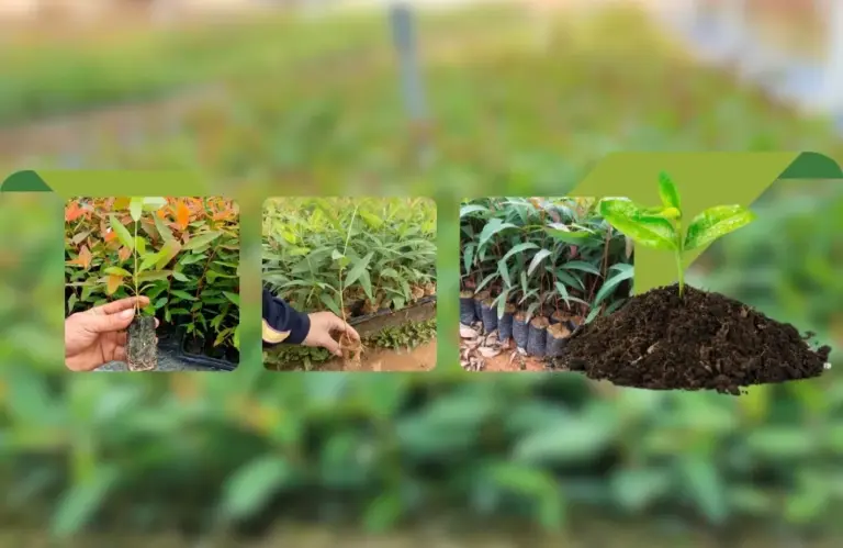 Kỹ thuật trồng bạch đàn cấy mô cho năng suất gỗ cao