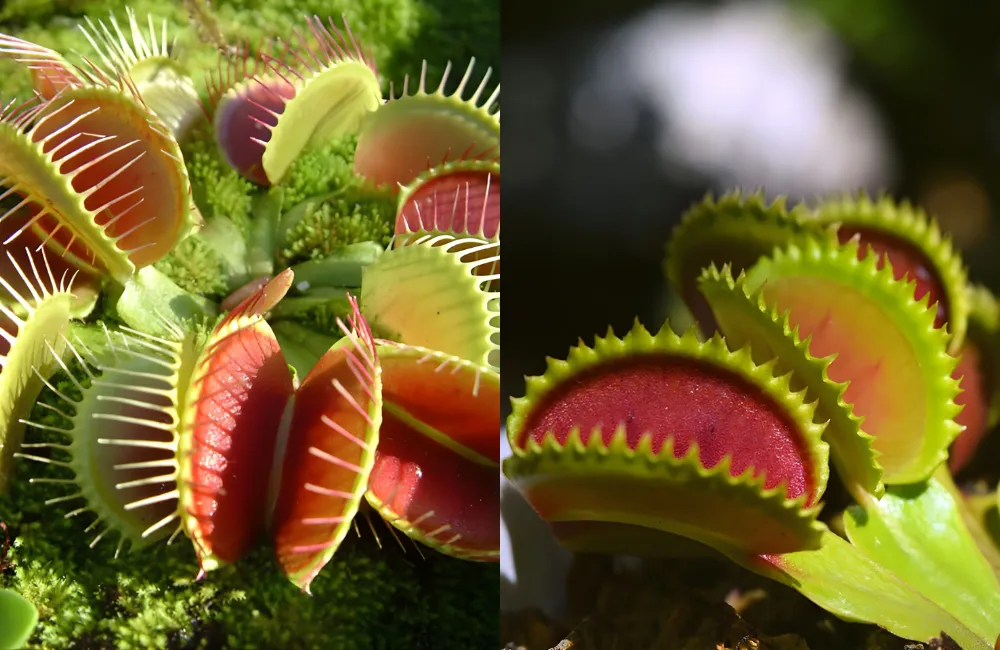 Tưới nước đúng chuẩn cho cây bẫy kẹp cấy mô