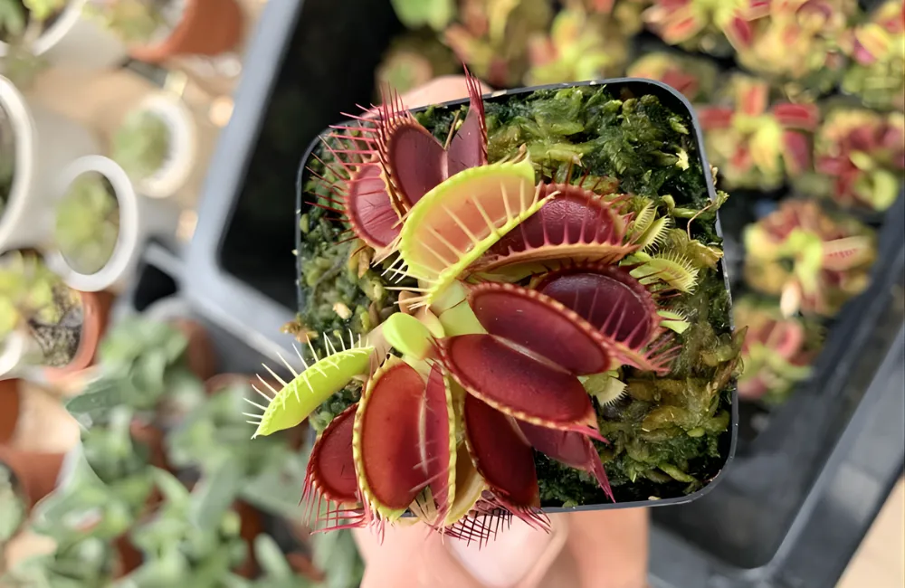 Kỹ thuật trồng bẫy kẹp cấy mô