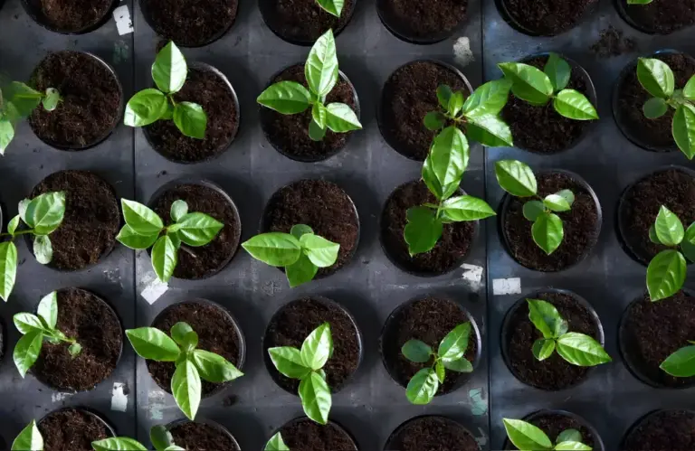 Kỹ thuật trồng chanh dây cấy mô có gì khác giống thường?