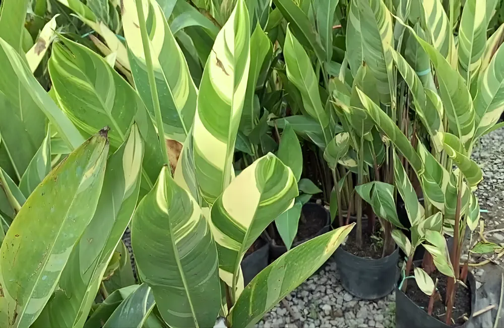 Ánh sáng giúp chuối var loang rõ và đẹp