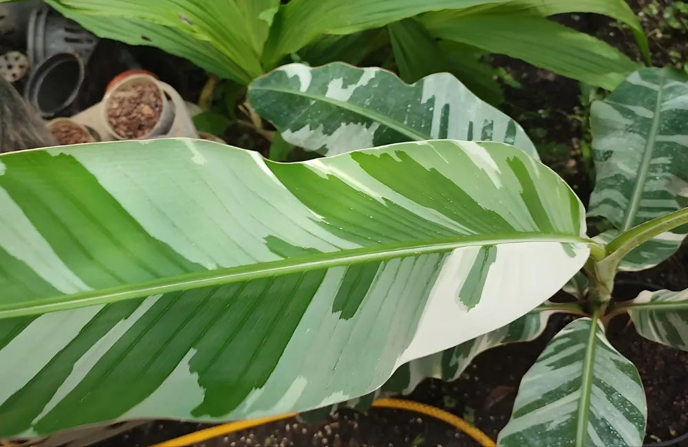 Cách thuần cây chuối var khi mới nhận