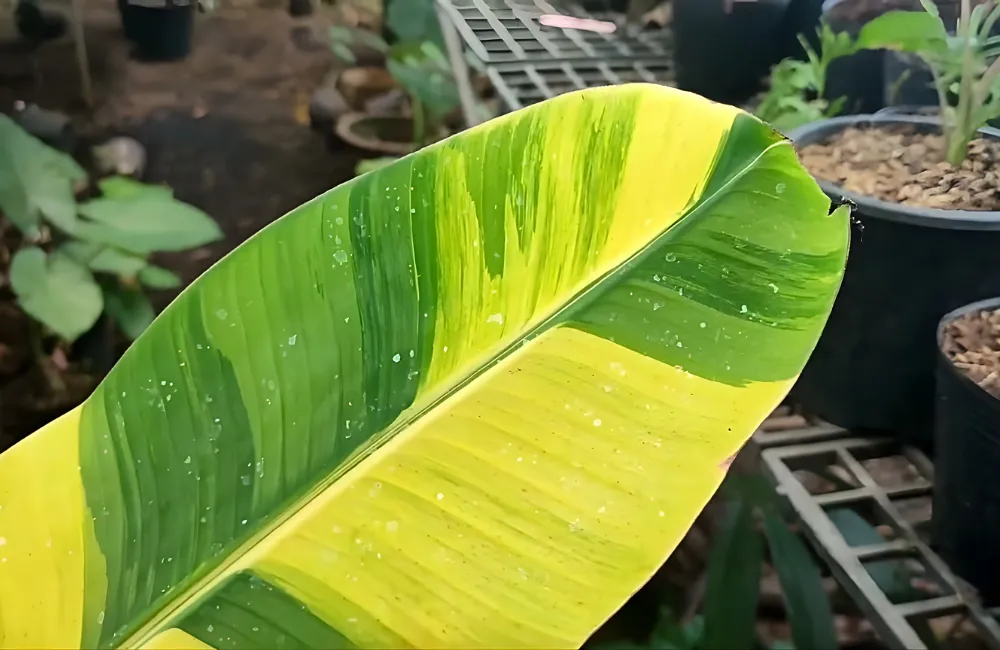 Kỹ thuật trồng chuối var cấy mô