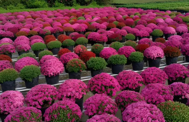 Cách áp dụng kỹ thuật trồng Cúc MX Hồng cấy mô cho hoa đẹp?