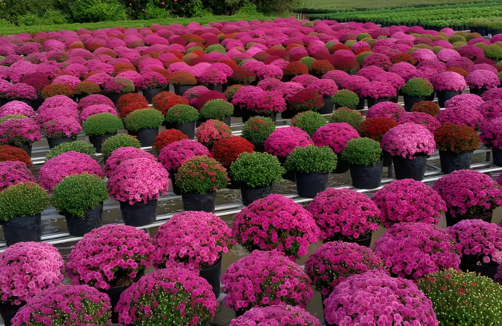 Chuẩn bị giá thể, chậu và dụng cụ trồng cúc mx hồng cấy mô