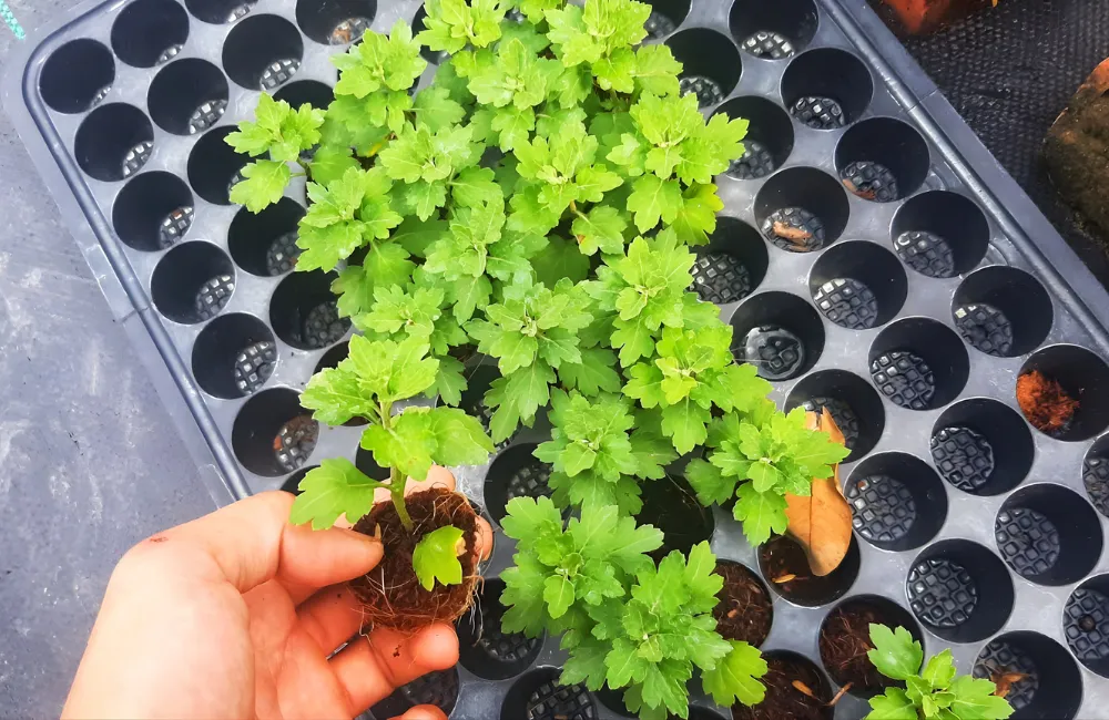 Thuần cây cúc mx hồng từ mô sang môi trường mới