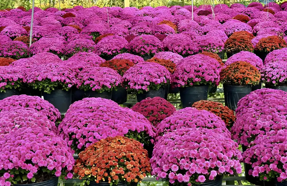 Chăm sóc cúc mx hồng theo từng giai đoạn