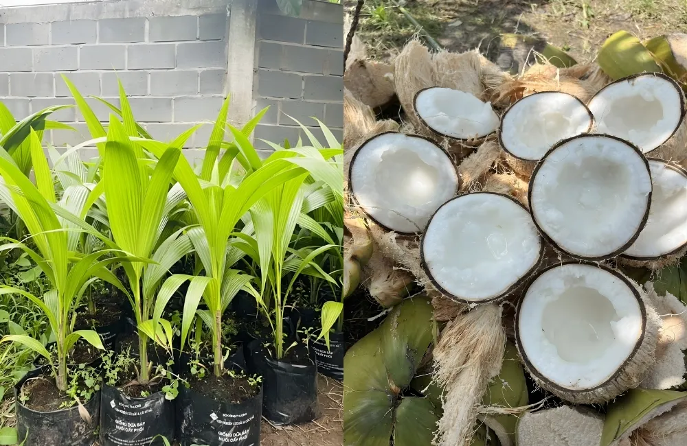 Mật độ & khoảng cách trồng dừa sáp cấy mô