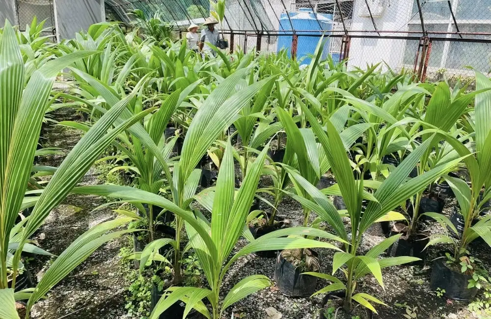 Chăm sóc năm đầu cho dừa sáp cấy mô