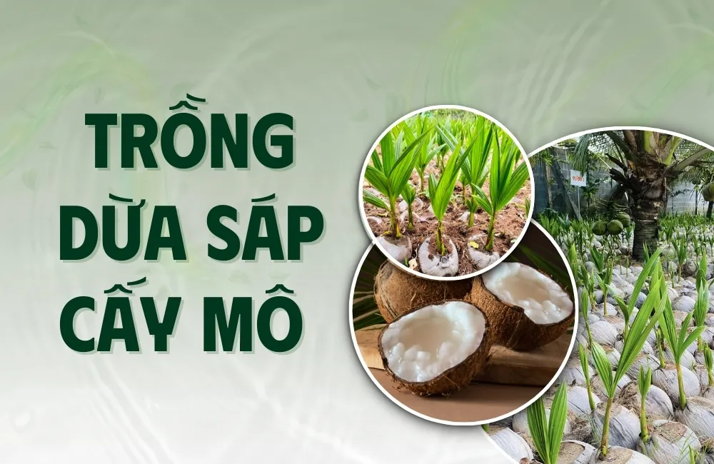 Kỹ thuật trồng dừa sáp cấy mô