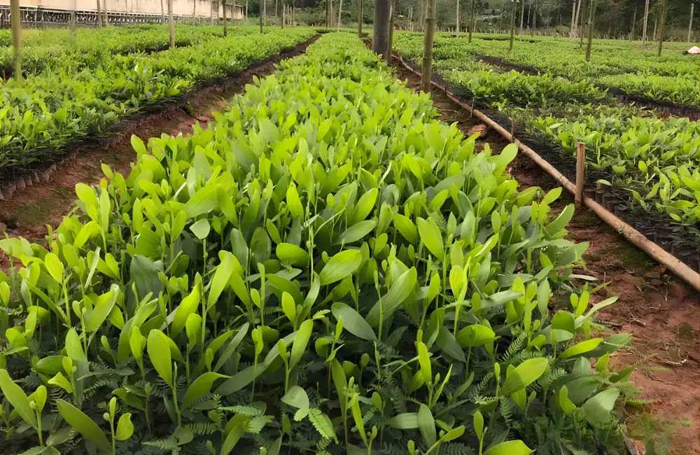 Kỹ thuật trồng cây keo cấy mô