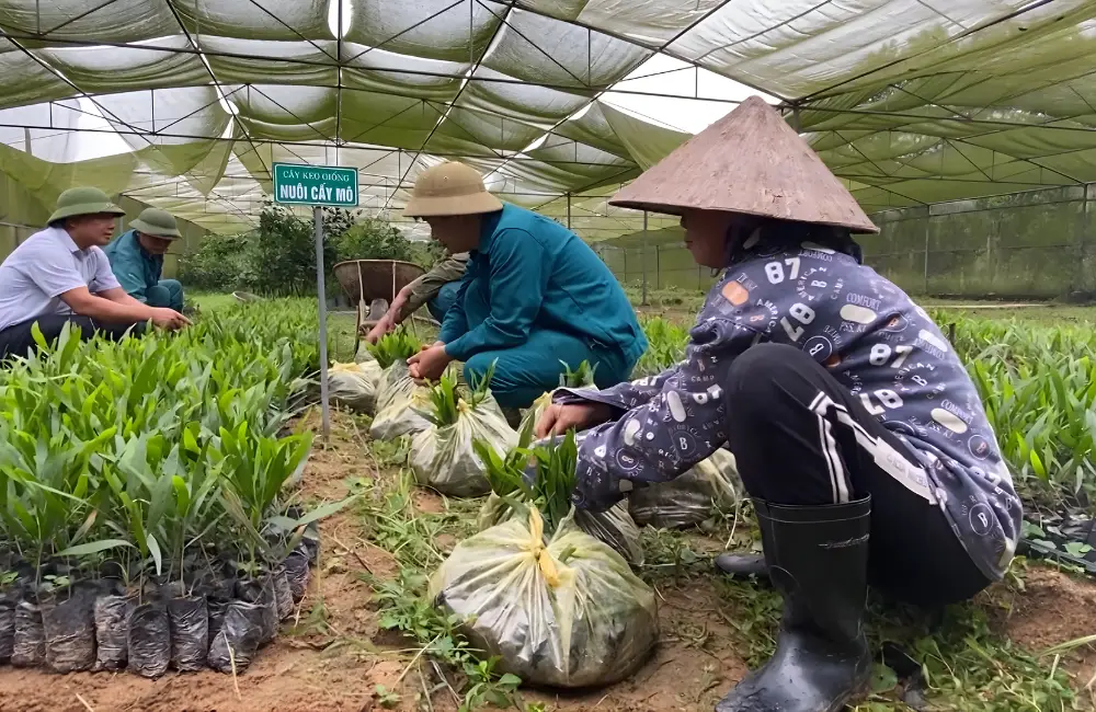 Những lỗi thường gặp trong kỹ thuật trồng keo cấy mô