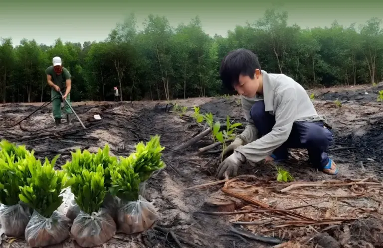 Kỹ thuật trồng keo cấy mô có khó không và bắt đầu từ đâu?