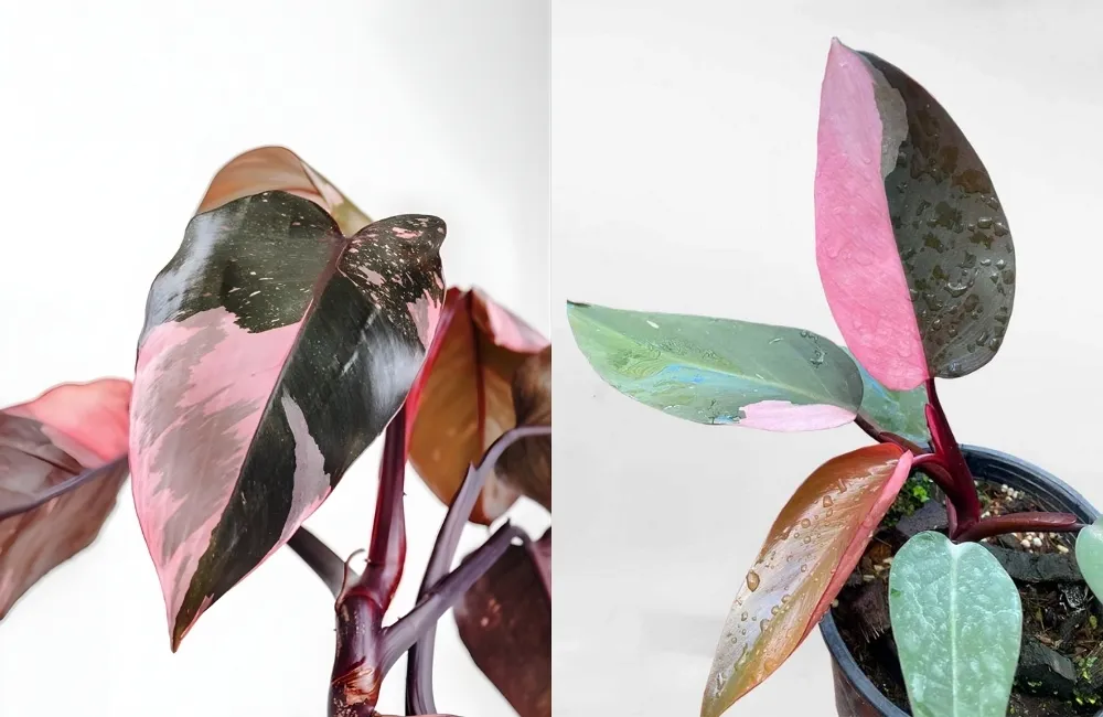 Cường độ ánh sáng lý tưởng trong kỹ thuật trồng Pink cấy mô