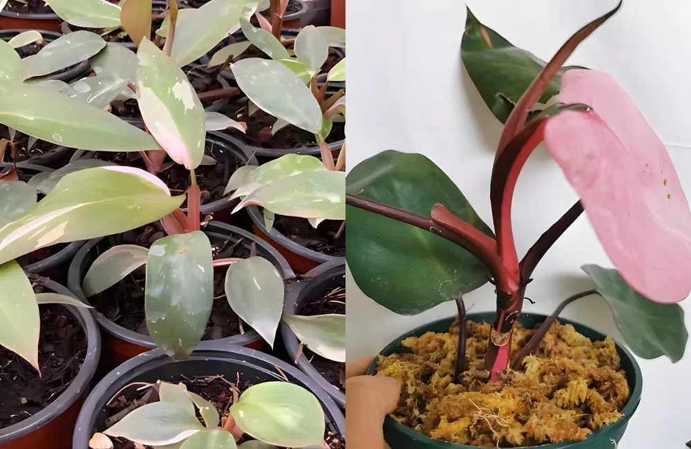 Tưới nước – giữ ẩm cho cây Pink