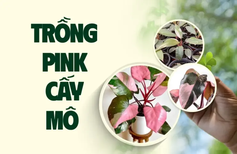 Kỹ thuật trồng Pink cấy mô đúng cách cho người mới bắt đầu?