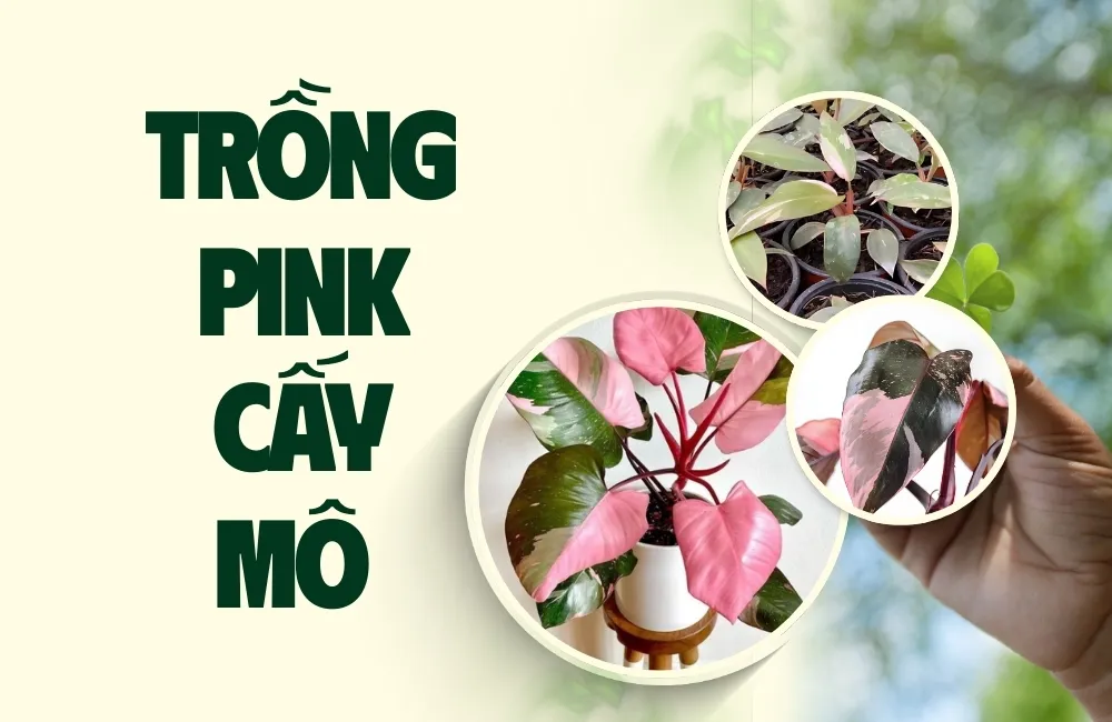 kỹ thuật trồng pink cấy mô