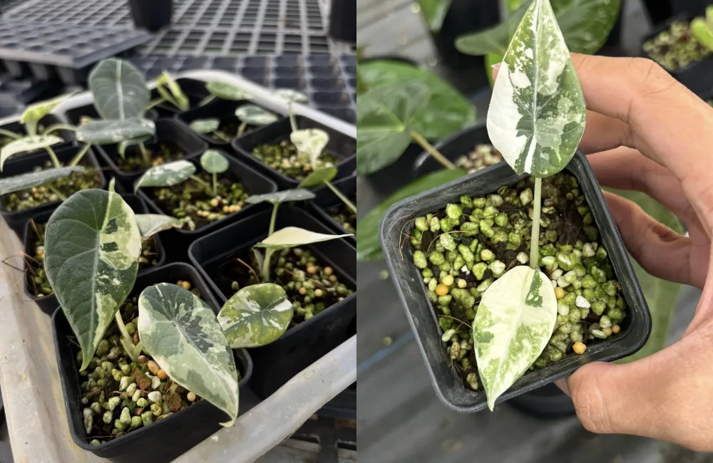 Cách nhận biết cây Alocasia khỏe