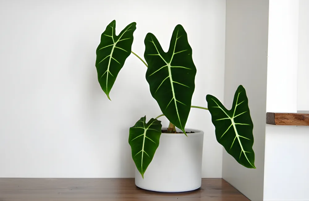 Gợi ý nhà vườn, cửa hàng uy tín bán Alocasia cấy mô