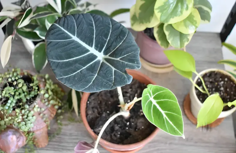 Mua Alocasia cấy mô ở đâu? Gợi ý nơi bán uy tín nhất 2026