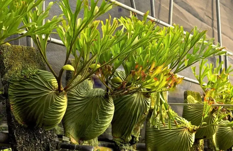 Bí quyết nào để mua cây ổ rồng cấy mô chuẩn đẹp và khỏe mạnh nhất 2026?