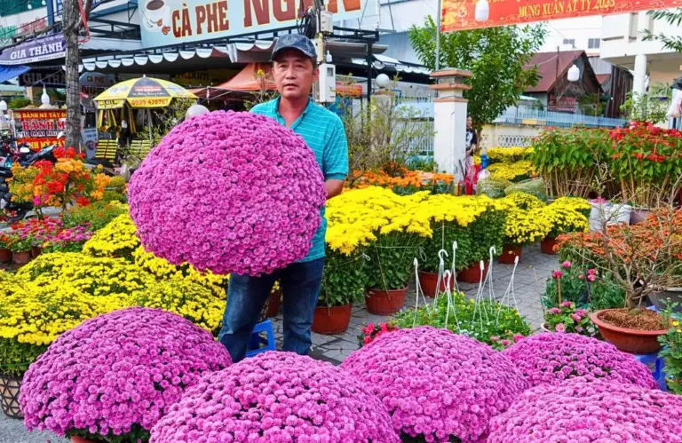 Cách chọn nơi mua cúc MX Hồng cấy mô đảm bảo chất lượng và giá tốt?