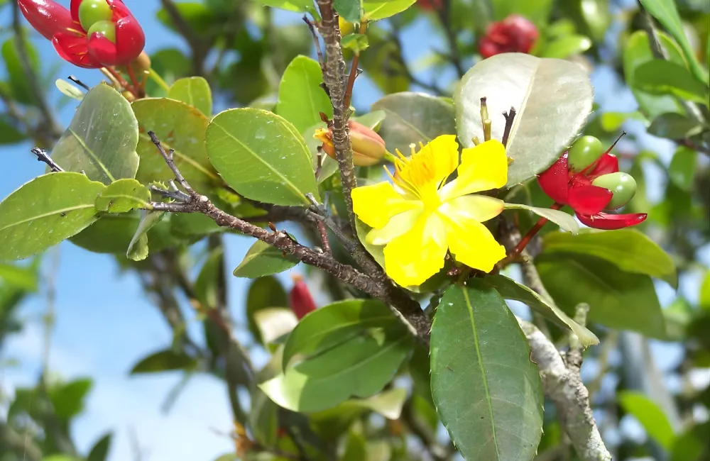 Mai quý tăng tốc độ sinh trưởng