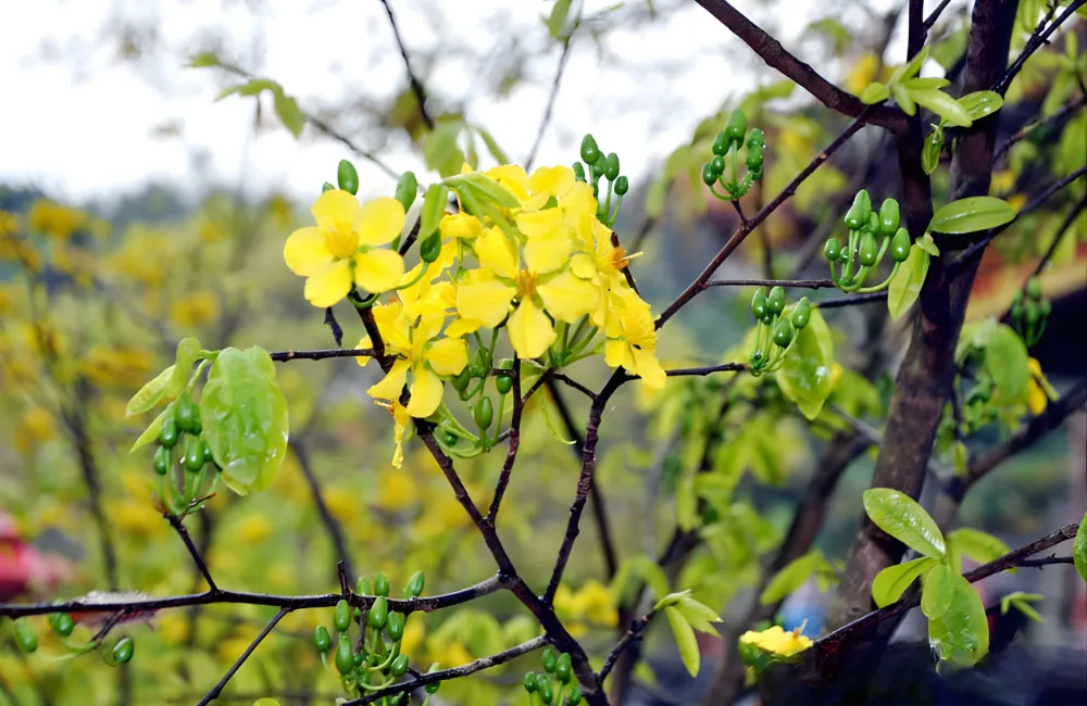 Những lỗi thường gặp khi mua mai quý cấy mô online