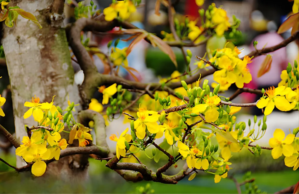 mua mai quý cấy mô