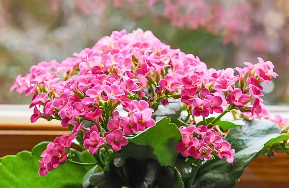 Mua Sống Đời Hồng cấy mô khỏe mạnh cùng Vigen. 