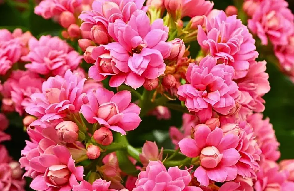 Mua Sống Đời Hồng cấy mô khỏe mạnh. 