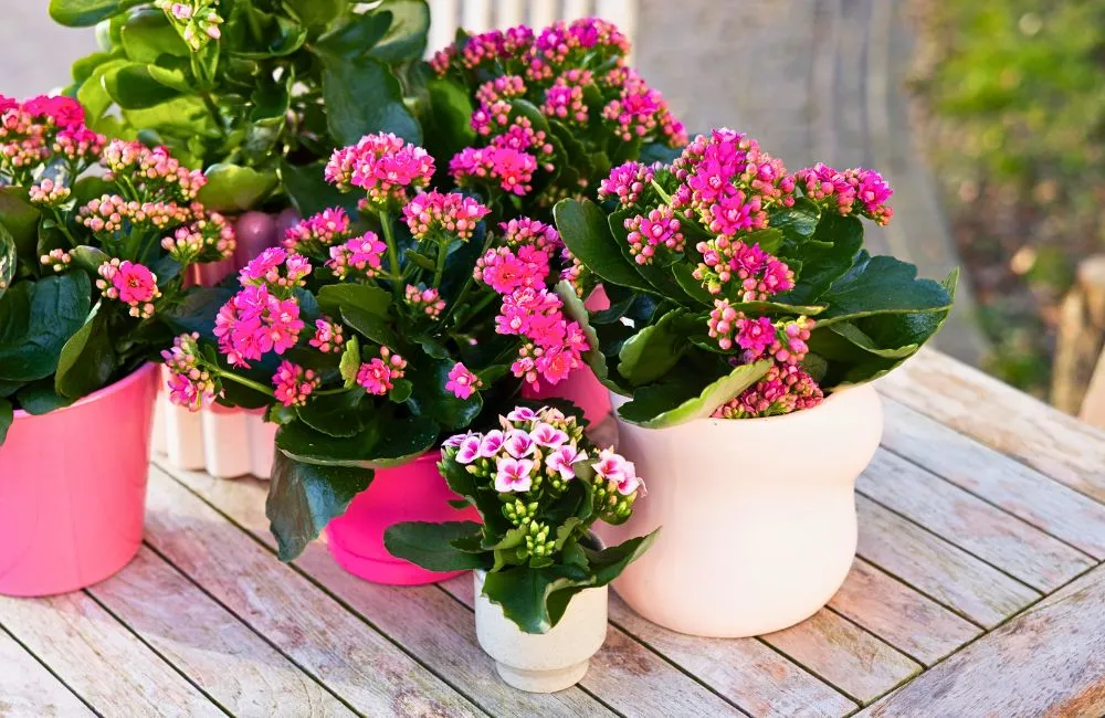 Tiêu chí mua Sống Đời Hồng cấy mô uy tín. 