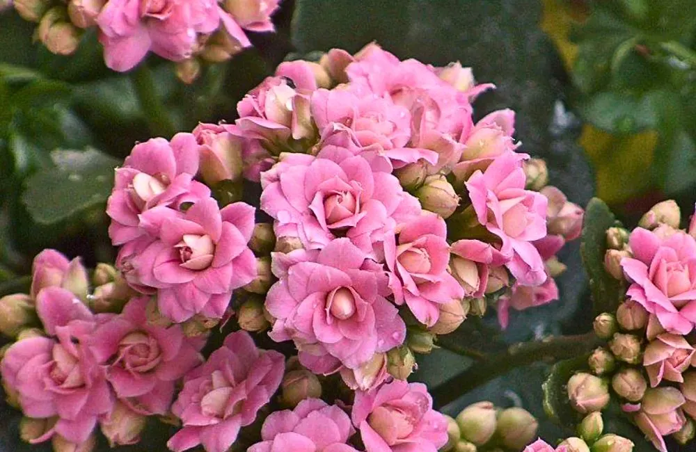 Mua Sống Đời Hồng cấy mô uy tín. 