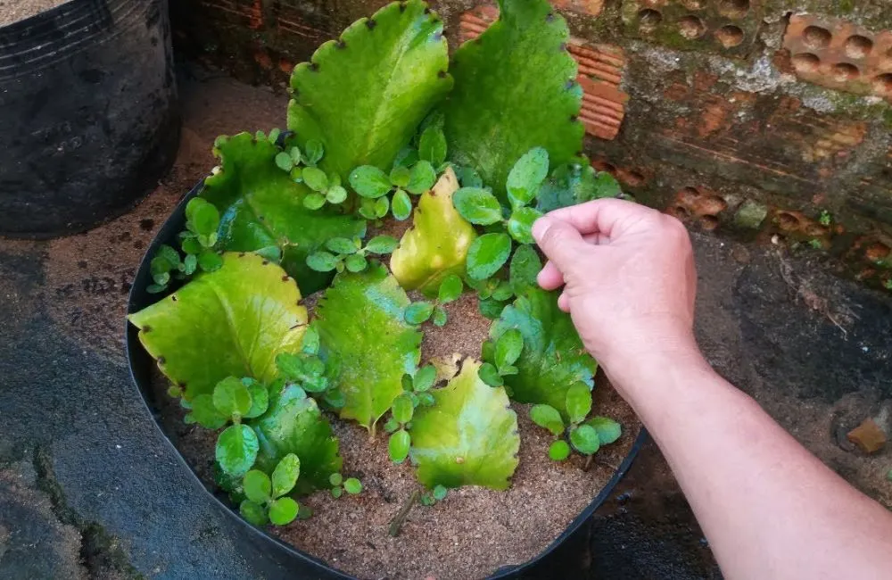 Nhân giống cây sống đời ta 