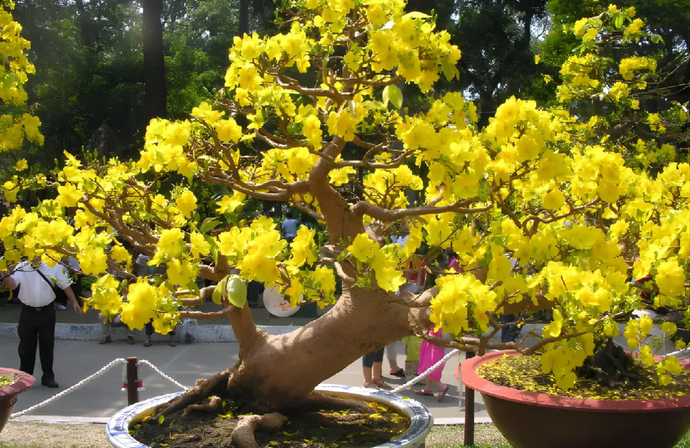 Lấy mẫu mô và khử trùng mai quý