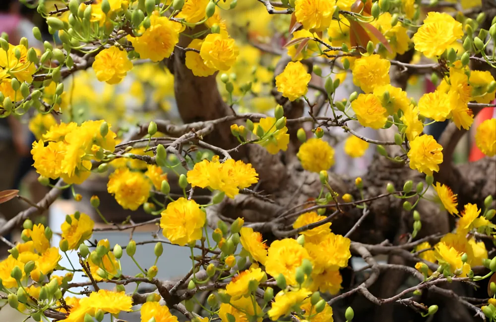 Điều kiện khi đưa cây mai quý cấy mô ra ngoài