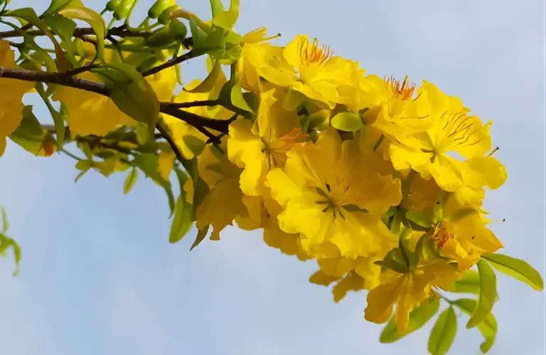 Quy trình nhân giống mai quý cấy mô từ mẫu mô đến cây con