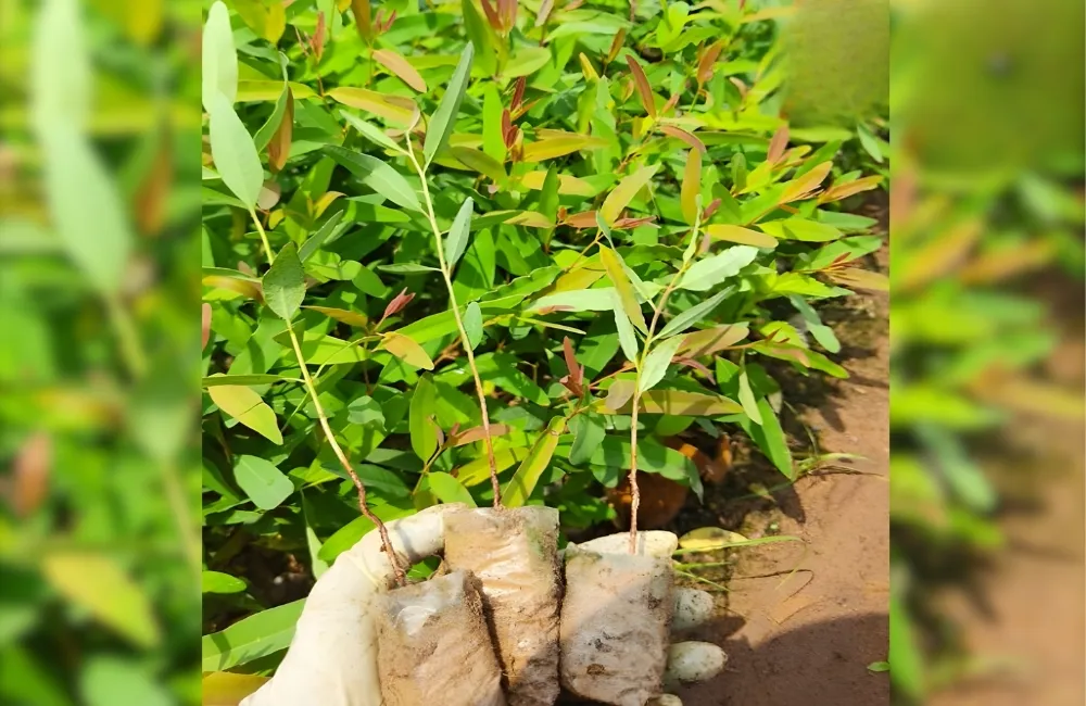 So sánh theo giống & chất lượng của cây bạch đàn