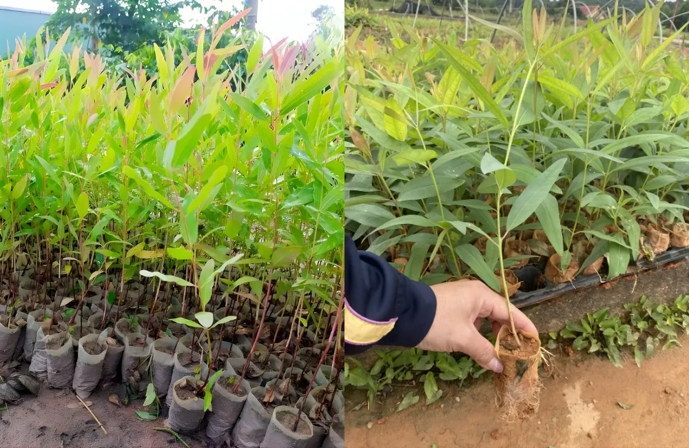 Câu hỏi thường gặp khi mua bạch đàn cấy mô