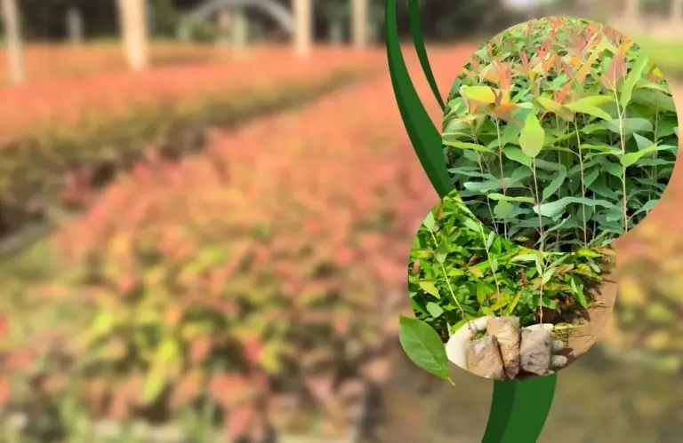 Nơi mua bạch đàn cấy mô phù hợp trồng rừng kinh tế lâu dài