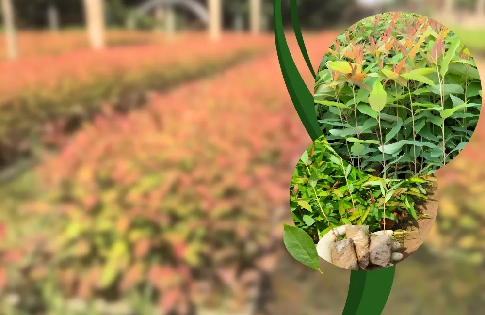 nơi mua bạch đàn cấy mô