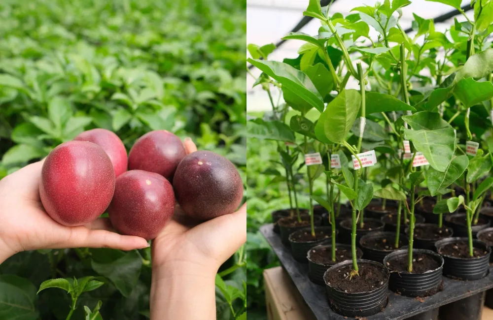 So sánh giá giữa các nơi bán chanh dây 