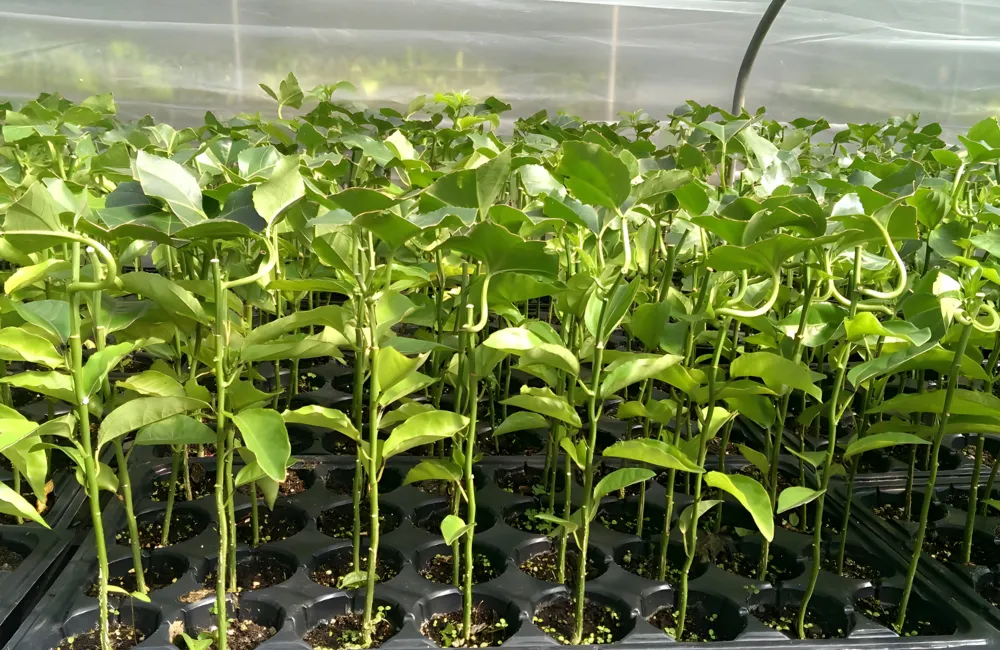 Cách kiểm tra cây chanh dây khỏe